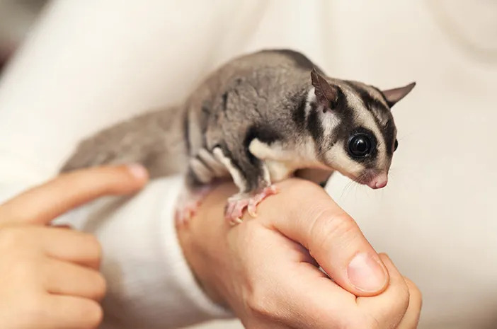 Sugar Glider
